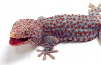 Gecko gekko
