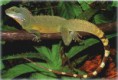 Physignathus concincinnus - L