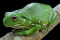 Litoria caeruela