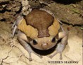 Kaloula pulchra