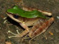 Rana livida