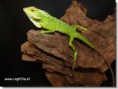 Calotes jubbatus