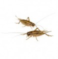 Acheta domestica S
